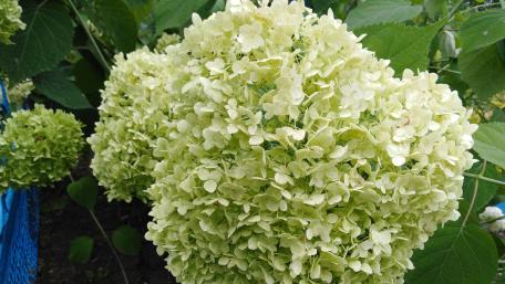Blooming Hydrangea in Soft Hues wallpaper