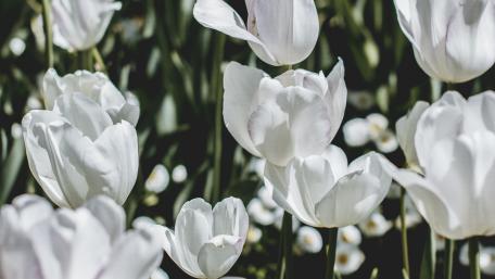 Elegant White Tulips in Blooming Spring Garden wallpaper