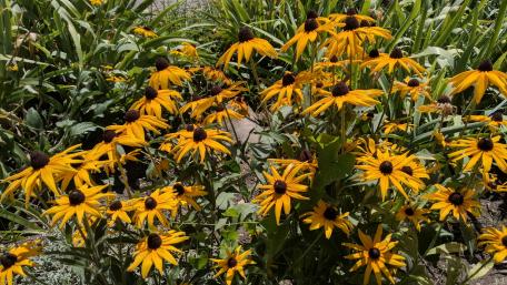 Bright Yellow Blossoms in Full Bloom wallpaper