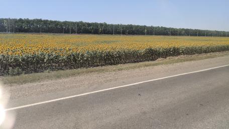 Vibrant Sunflower Fields Under Clear Blue Skies wallpaper