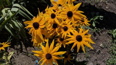 Vibrant Yellow Sunflowers in Bloom wallpaper