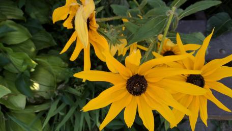 Vibrant Sunflowers in Full Bloom wallpaper
