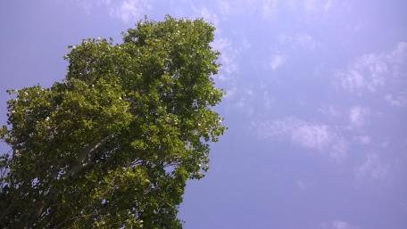 Tree and sky and wind wallpaper
