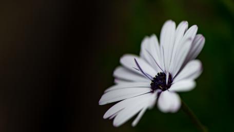 Delicate Beauty of a White Flower in 4K Resolution wallpaper