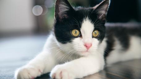 Black and white cat wallpaper