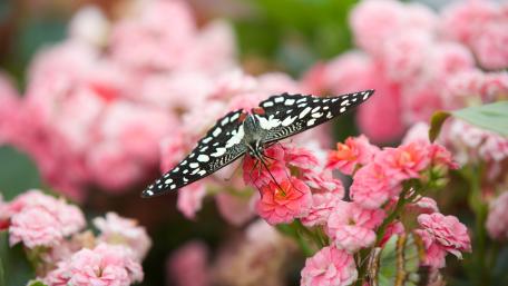 Butterfily on pink flowers wallpaper
