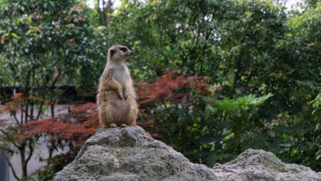 Cute suricate wallpaper