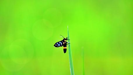 Vibrant Nature Close-Up of a Butterfly on Grass wallpaper