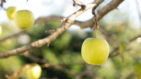 Apple tree wallpaper