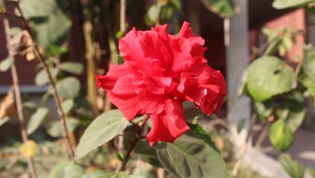Red rose wallpaper