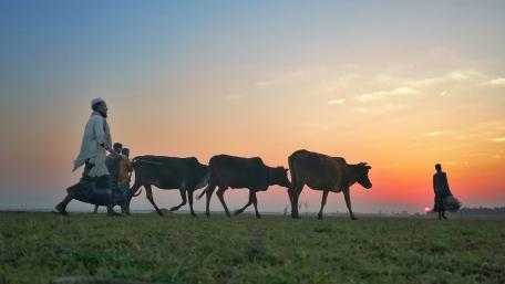 Cows retune home wallpaper