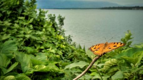 Butterfly on the river coast wallpaper