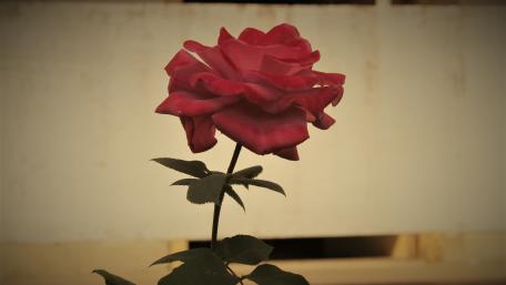 Rose wallpaper