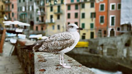 Seagull by the Colorful Waterfront wallpaper