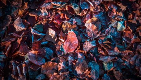 Hoary dry leaves wallpaper