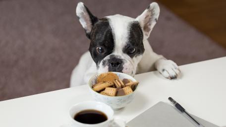 French Bulldog dog and the biscuit temptation wallpaper