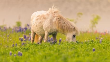 Grazing pony wallpaper