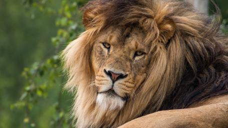 Lion head wallpaper