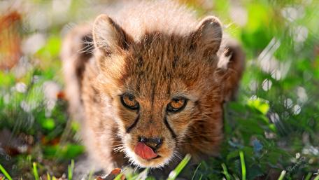 Baby cheetah wallpaper