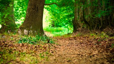 Enchanting Forest Pathway Awaits You wallpaper