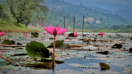 water lily spring lake wallpaper