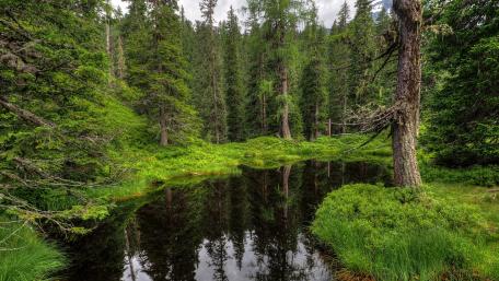 Pond in the green forest wallpaper