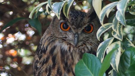 Majestic Owl Hidden in Foliage wallpaper