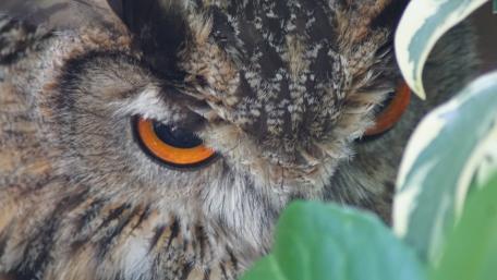 Owl eye wallpaper
