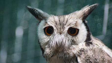 Majestic Owl Staring Intently wallpaper
