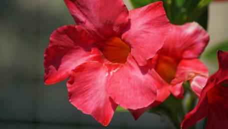 Vibrant Red Blossoms in Bloom wallpaper