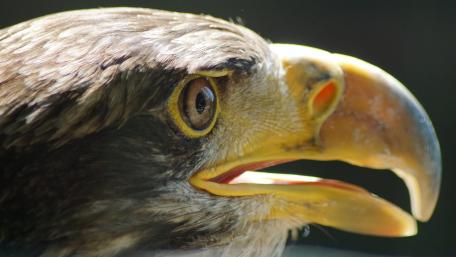 Majestic Eagle Portrait in Stunning Detail wallpaper