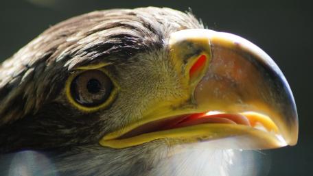 Majestic Eagle Close-Up Wallpaper wallpaper