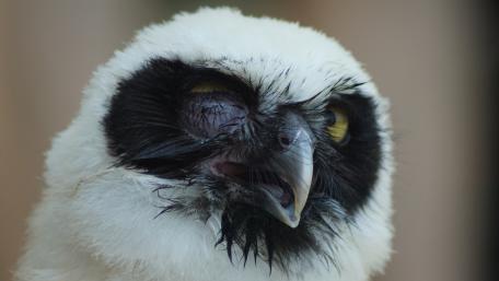 Mysterious Owl with Striking Eyes and Unique Expression wallpaper