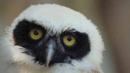 Majestic Owl Close-Up Wallpaper wallpaper