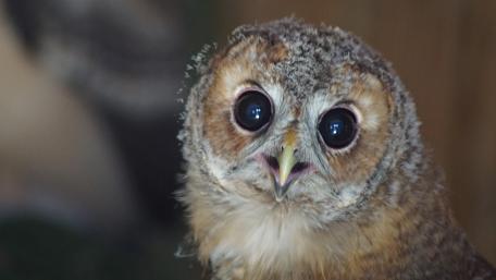 Majestic Owl Portrait in 5K Quality wallpaper