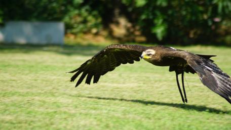 Majestic Hawk in Flight Over Green Grass wallpaper