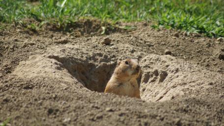 Curious Prairie Dog Peeking Out of Burrow wallpaper