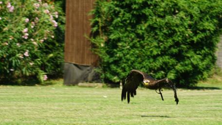 Majestic Eagle in Flight Over Green Grass wallpaper