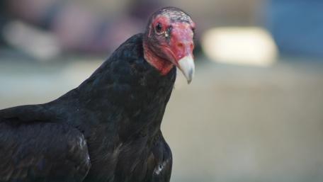 Vivid Close-Up of a Turkey Vulture Bird wallpaper