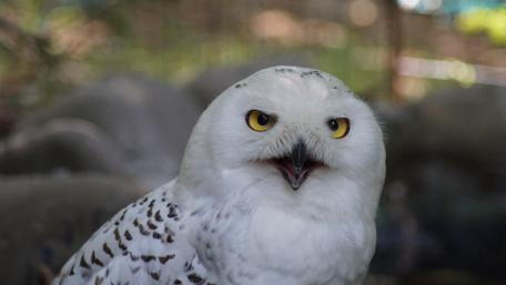 Majestic Snow Owl Portrait in Nature wallpaper
