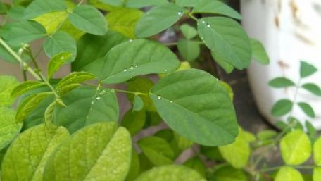Lush Green Leaves with Morning Dew Drops wallpaper