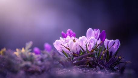 Purple Crocuses wallpaper