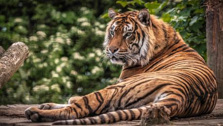 Majestic Tiger Relaxing in Nature wallpaper