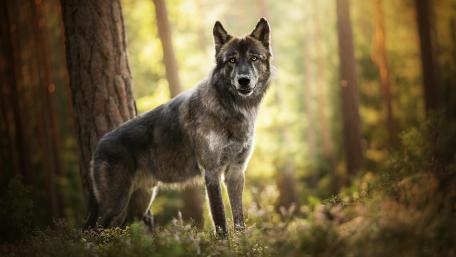 Majestic Wolf in Enchanted Forest Scene wallpaper