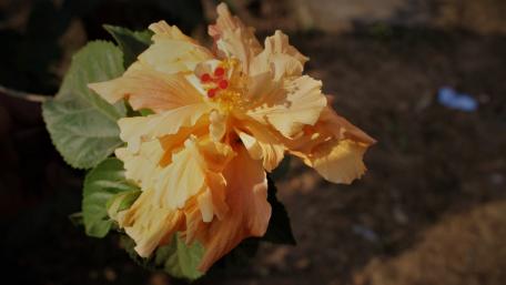 China rose wallpaper