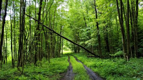 Forest Trail wallpaper