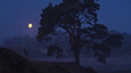 Moon (Silent) wallpaper