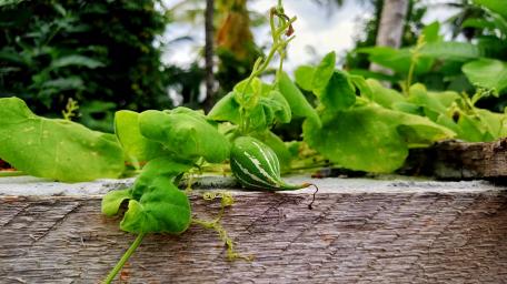 Wild fruit from Sri Lanka wallpaper