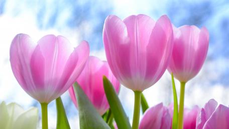 Pink tulips wallpaper
