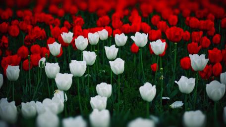 Vibrant Tulip Fields in Springtime Beauty wallpaper